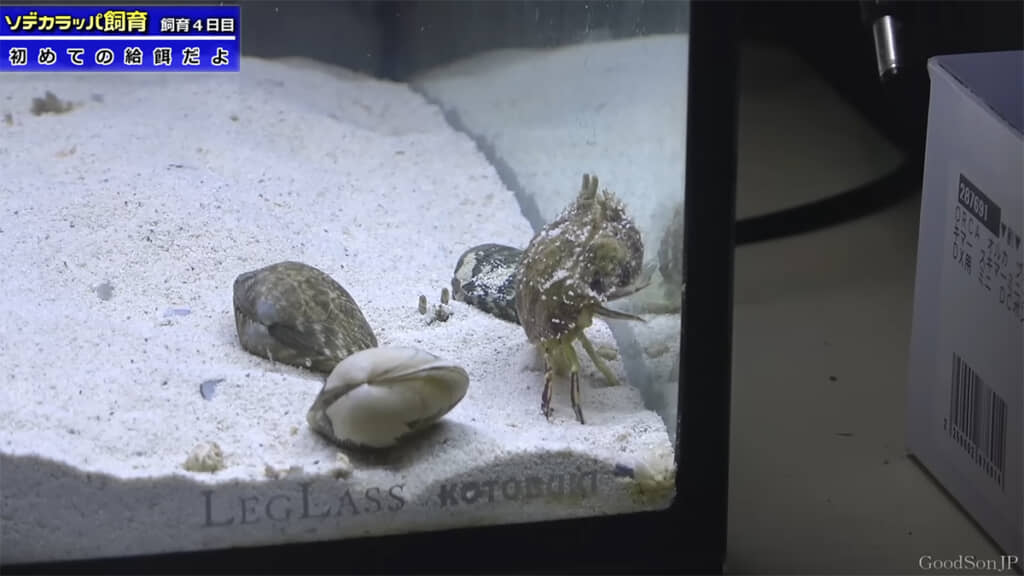 飼育4日目、エサを食べてくれませんでした