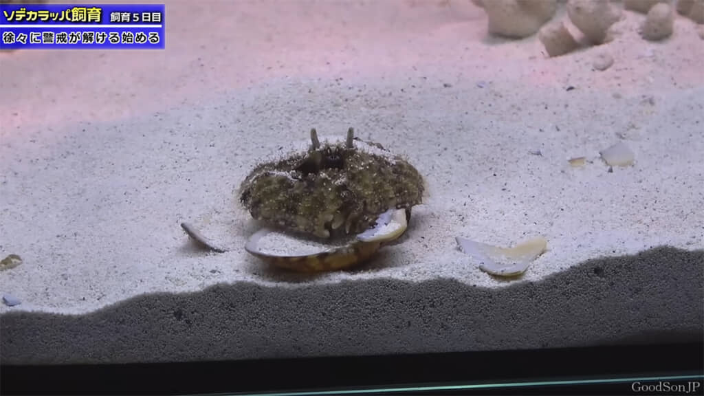 飼育5日目、ようやくエサを食べてくれました