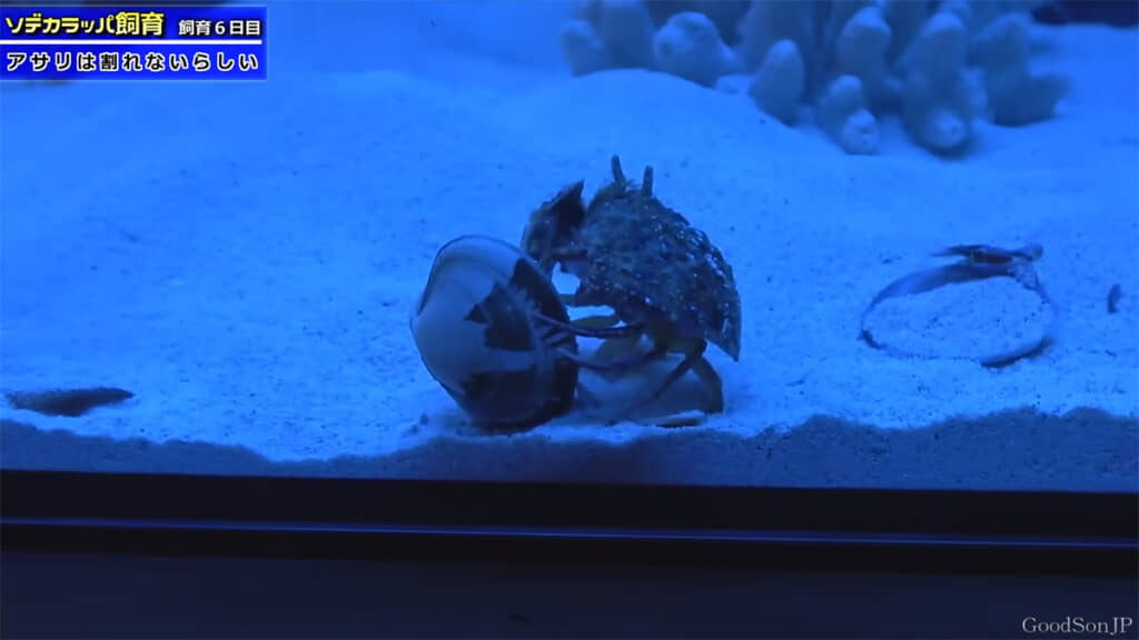 飼育6日目、アサリの殻に苦戦している様子