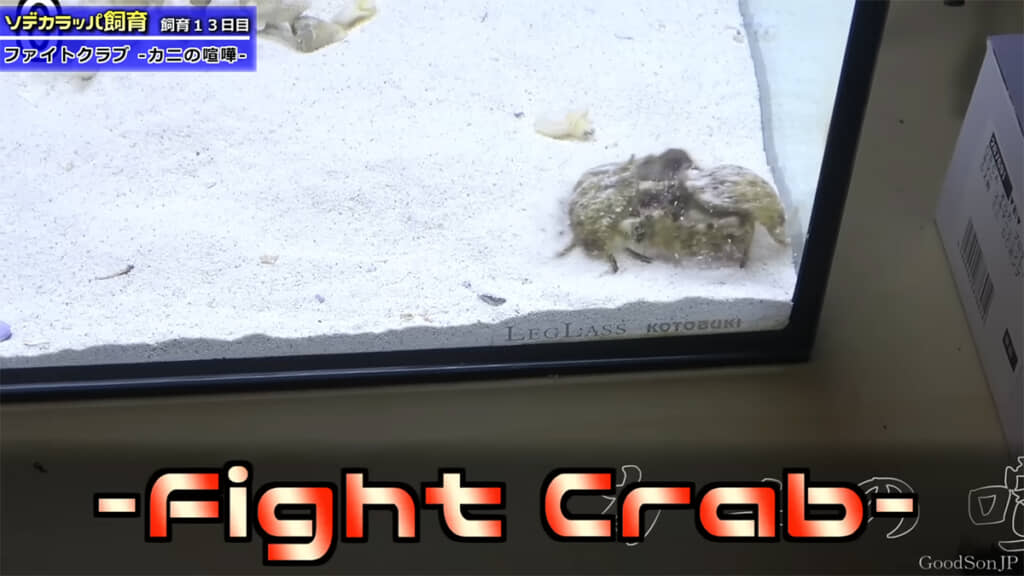 飼育13日目、エサを巡る争いが発生