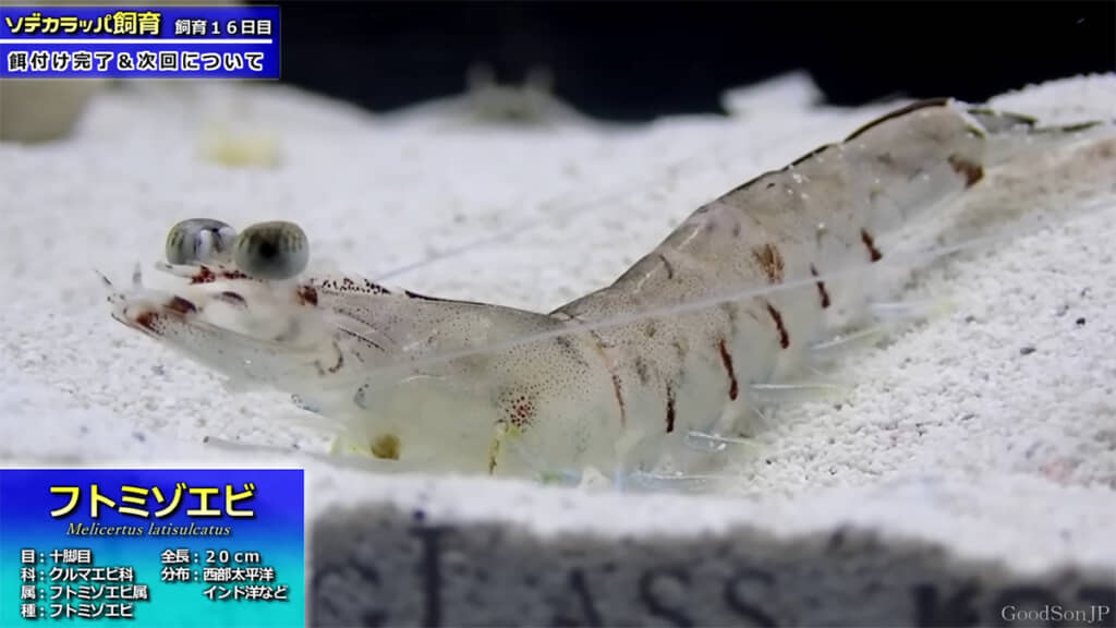 クルマエビの正体はフトミゾエビでした