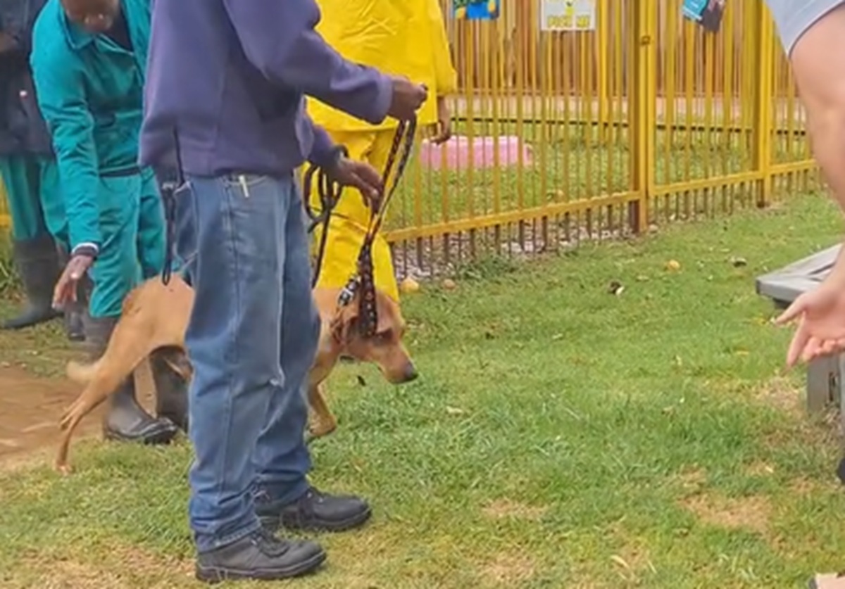 「幸せになってね」「飼い主さんありがとう」　12年間、孤独だった“老犬”――　仲間を見送り続けた彼に訪れた“幸せいっぱい”の光景が反響【海外】 | 動物 ねとらぼ