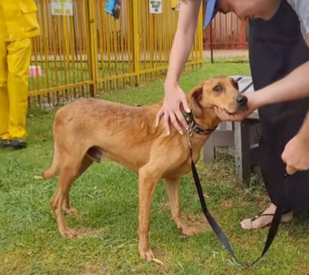12年間保護施設で孤独だった犬ギブソン