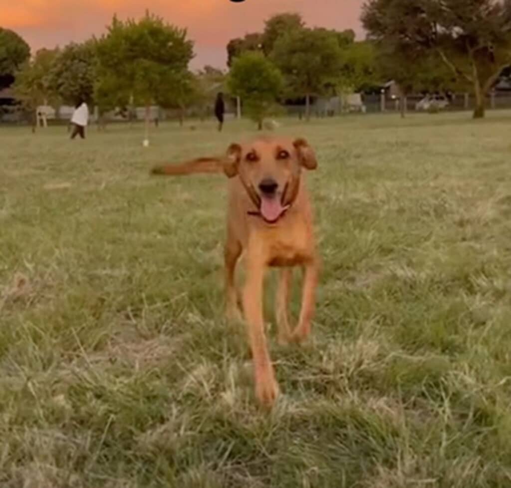 孤独だった老犬に家族と親友ができた