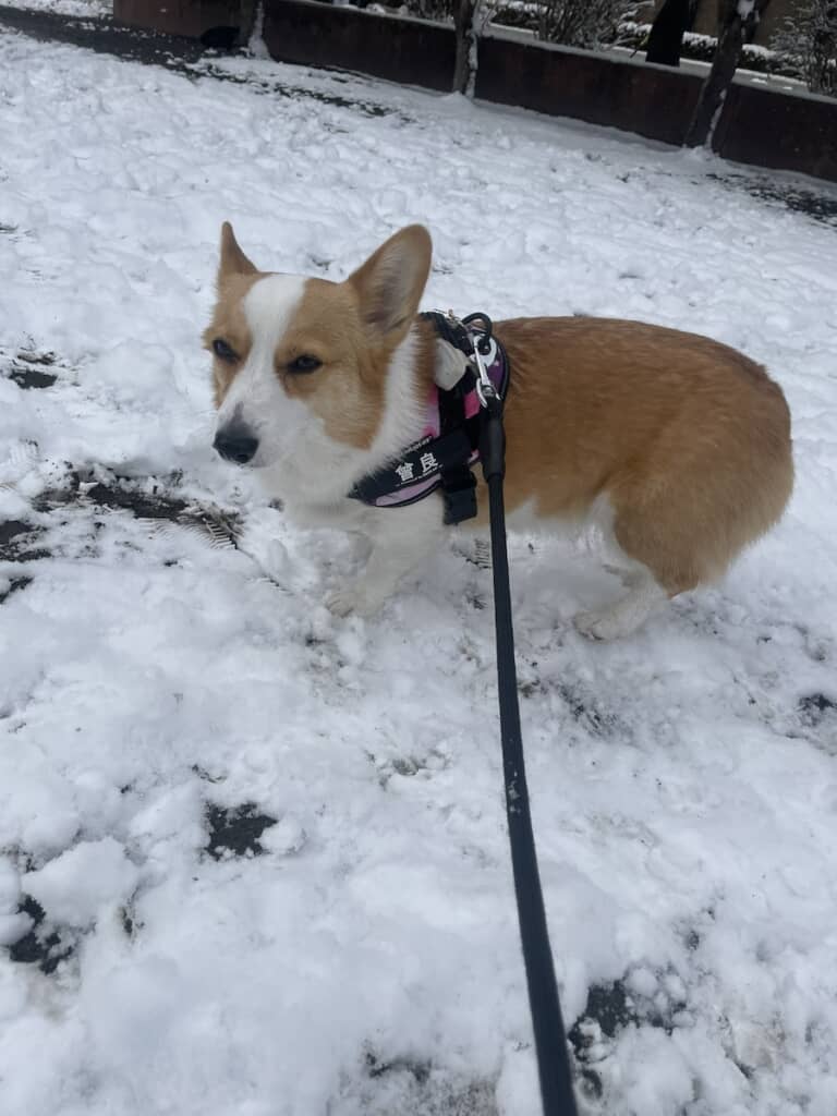 雪を食べる曾良ちゃん