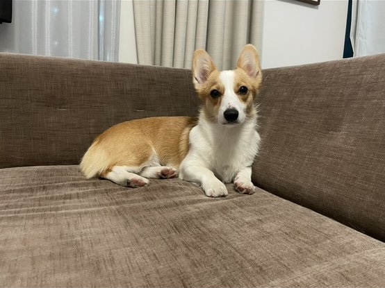 1歳半の曾良ちゃん。あいらしいミニサイズです