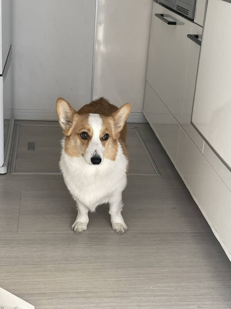 現在の曾良ちゃんはすっかり大きく成長! 貫禄が違って見えます