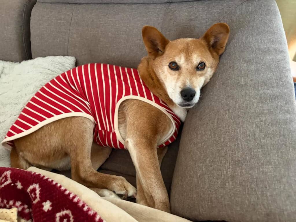 13歳、雑種犬のちび太ちゃん