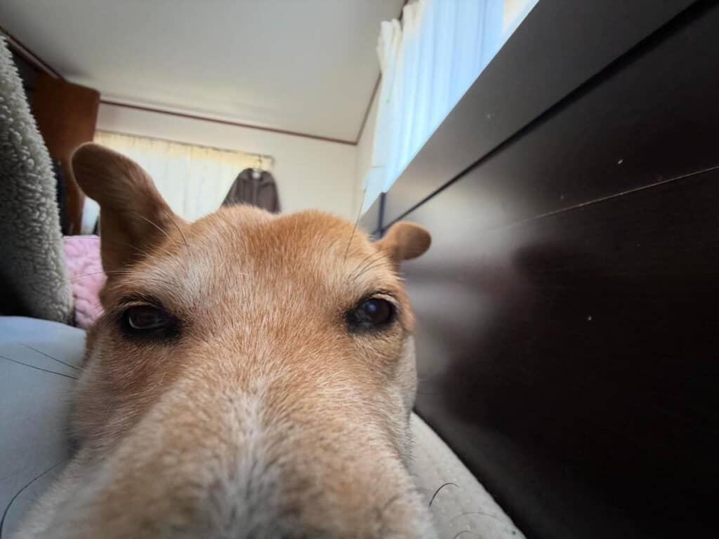 新幹線みたいなちび太ちゃん