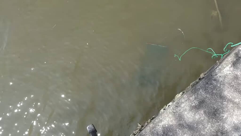 水路の底に配置した100均の「魚捕り仕掛け網」