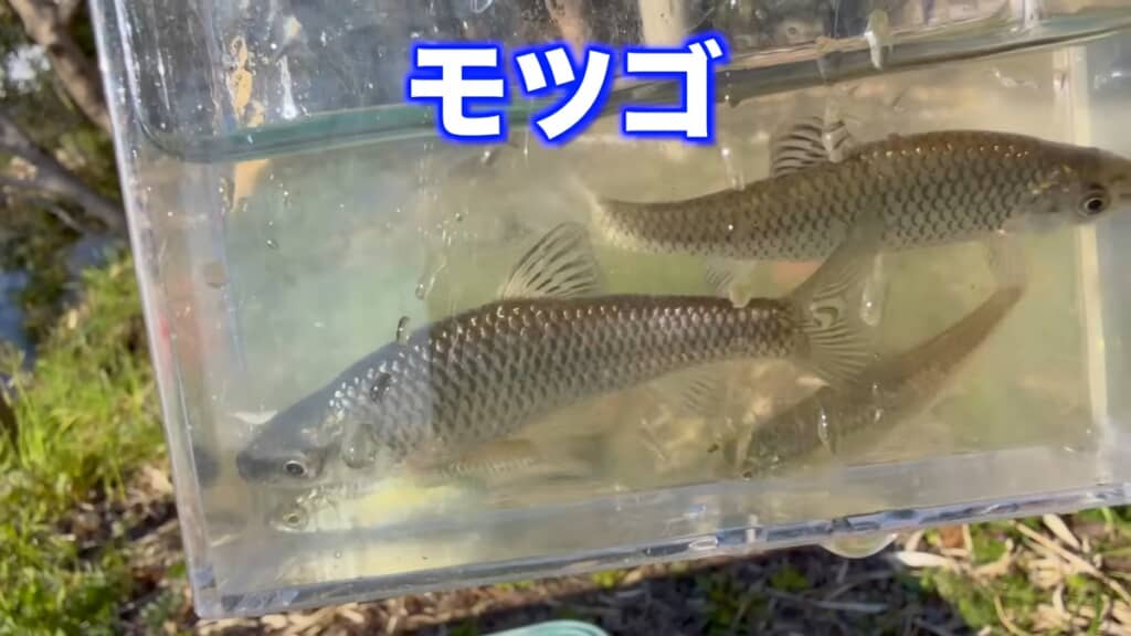 100均の罠で捕まえたモツゴ