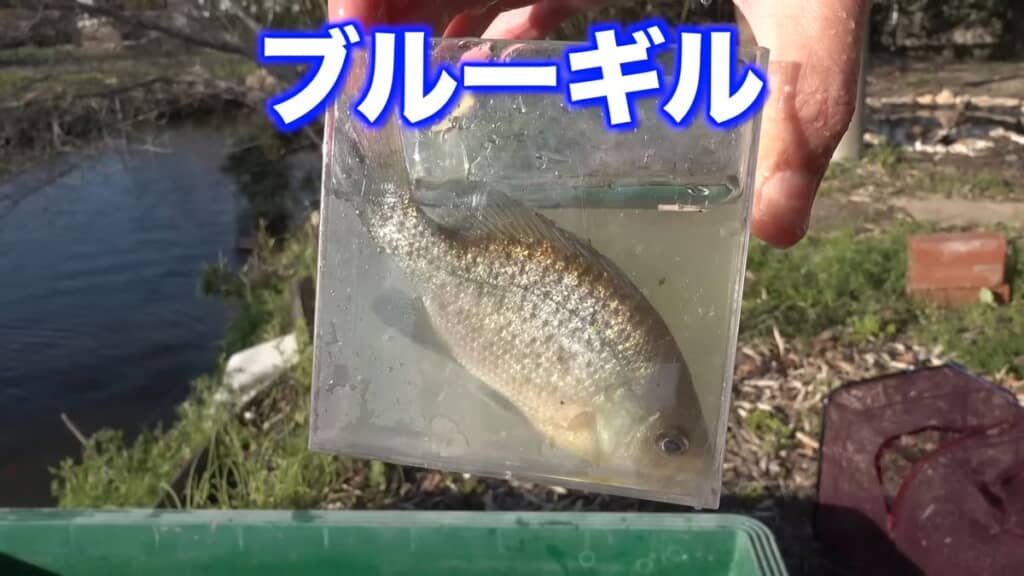 仕掛け網で捕まえたブルーギル