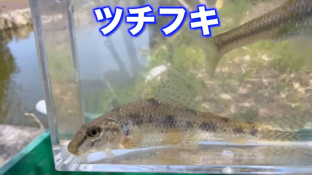 仕掛け網で捕まえたツチフキ