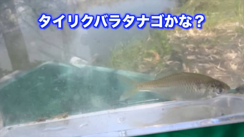 仕掛け網で捕まえたタイリクバラタナゴと思われる魚