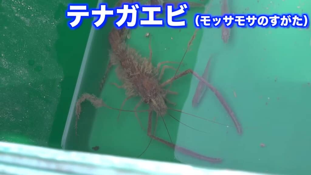 コケが全身に生えているテナガエビ