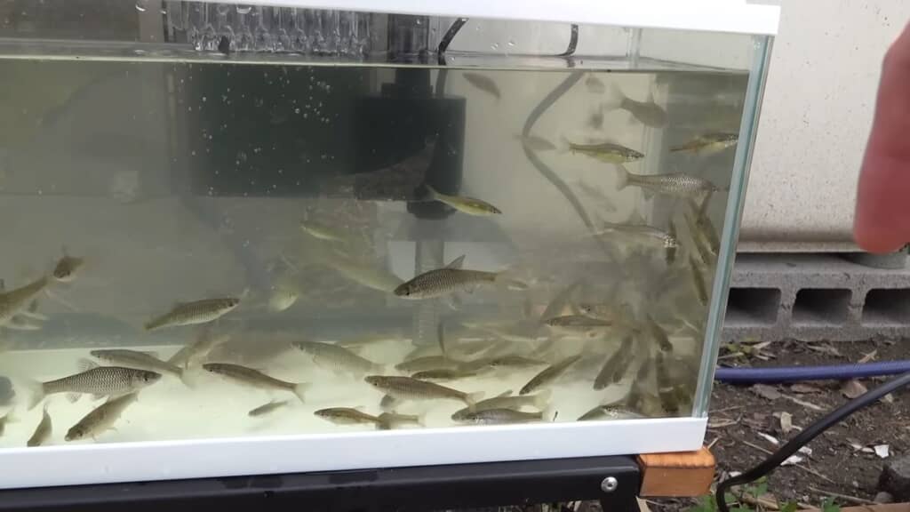 モツゴやツチフキでいっぱいになった観察用水槽