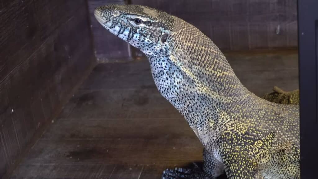 ブルーギルを食べたナイルオオトカゲ