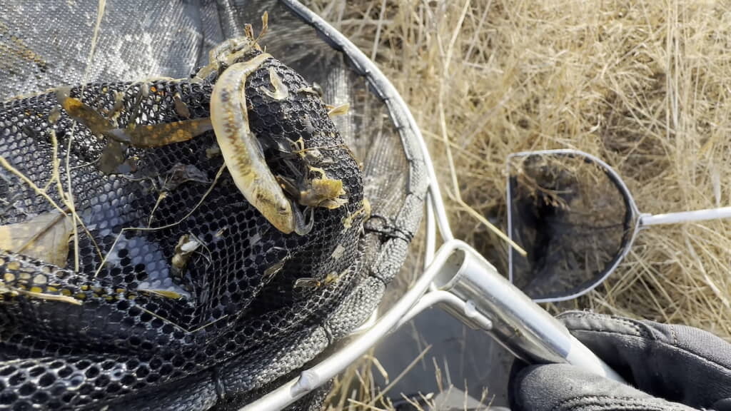 ゴクラクハゼの稚魚