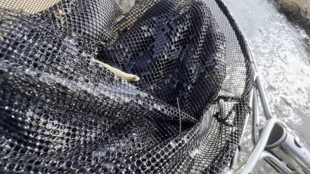 生きのいいカワムツの稚魚