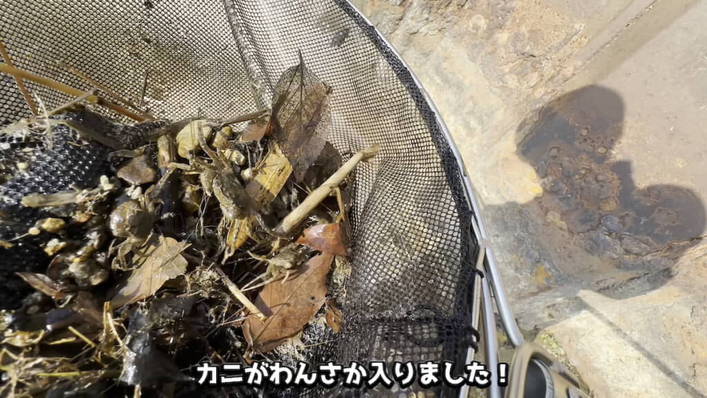 モクズガニの幼体たち