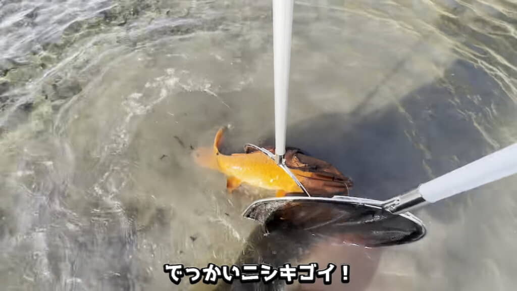 ニシキゴイを発見