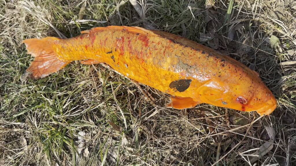 体がボロボロのニシキゴイ