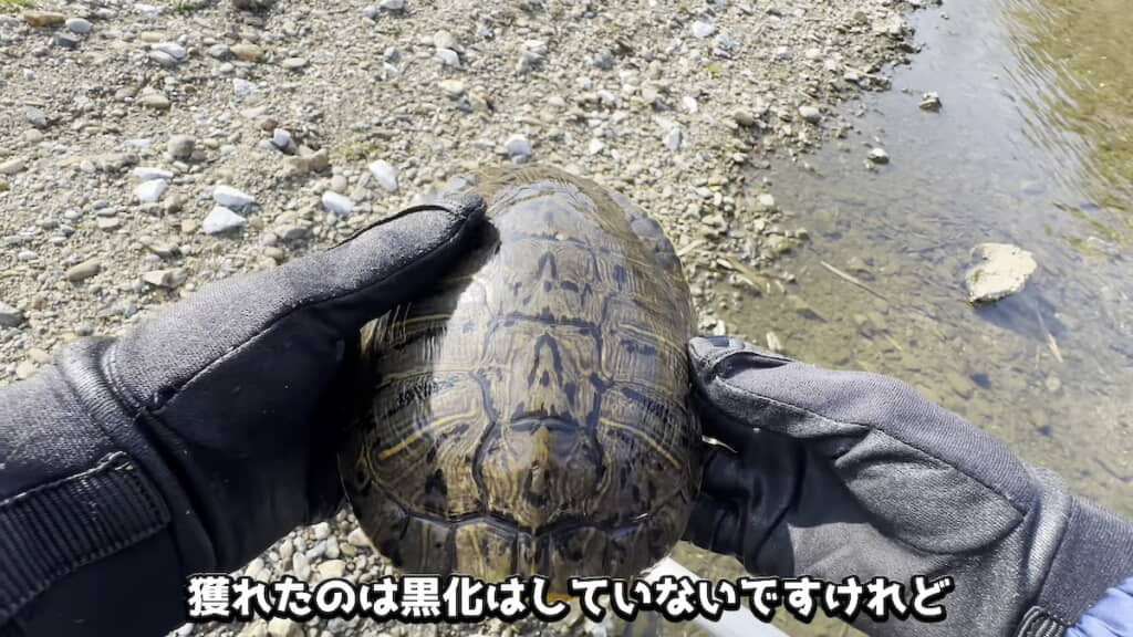 ミシシッピアカミミガメを発見