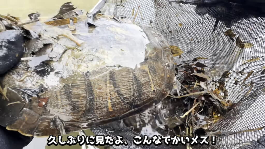 次々とカメを捕獲