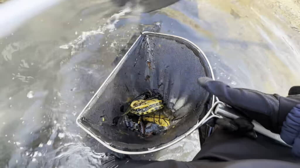 一度に2匹をゲット