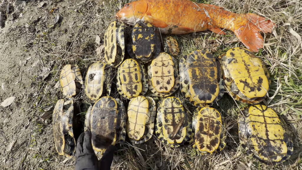 15匹のミシシッピアカミミガメとニシキゴイを駆除