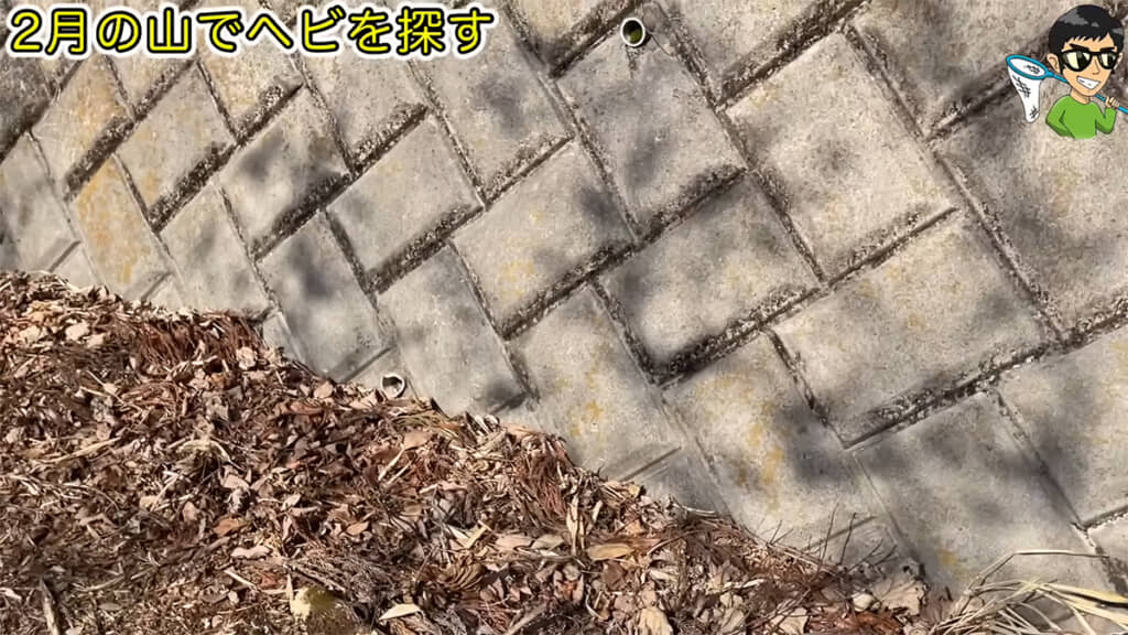 山の中で生き物を探します