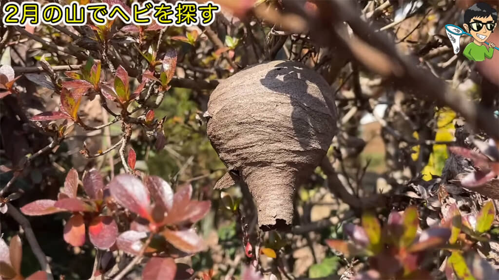 まずはハチの巣を発見