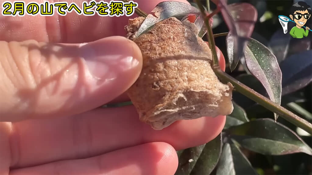 まずはハチの巣を発見