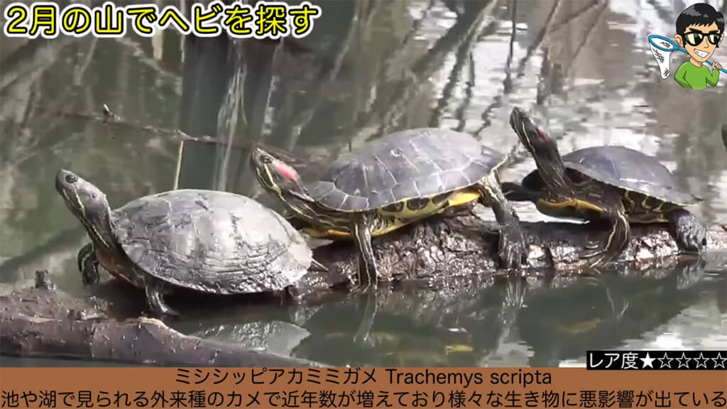 外来種のミシシッピアカミミガメの姿も