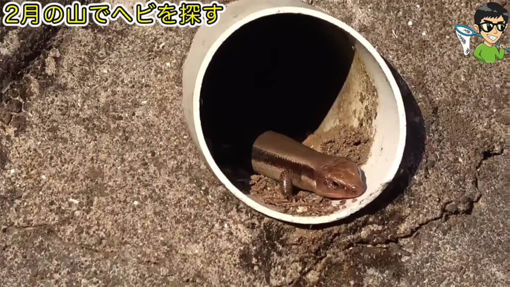 眠そうなニホントカゲがいました