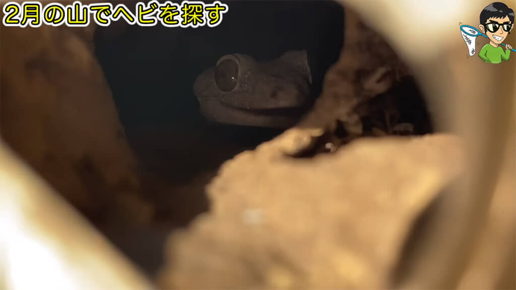 空き缶の中にはニホンヤモリが