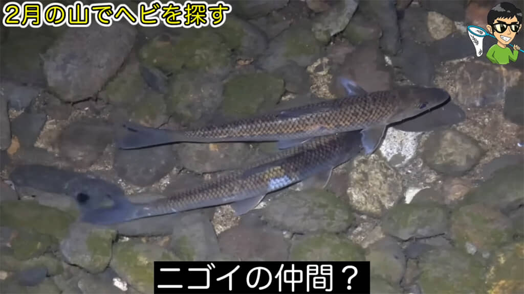 特徴的な形をした魚を発見