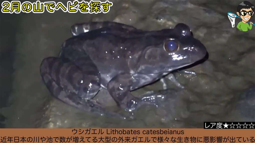 やっと見つけたカエルは外来種でした