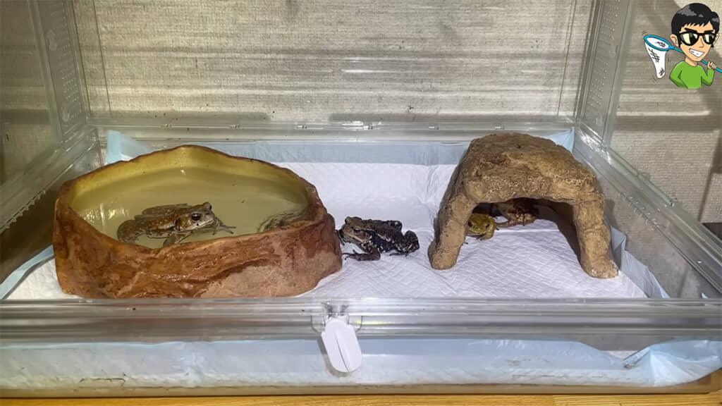 飼育しているヒキガエルたち