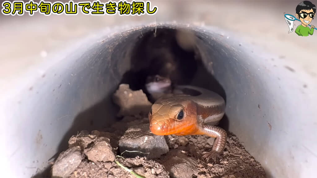 翌月のパイプの中には、どんな生き物がいたのでしょうか