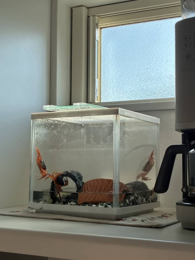 娘たちが構築した環境で暮らしているサワガニ