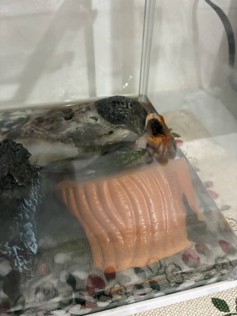 水槽内にいるサワガニ