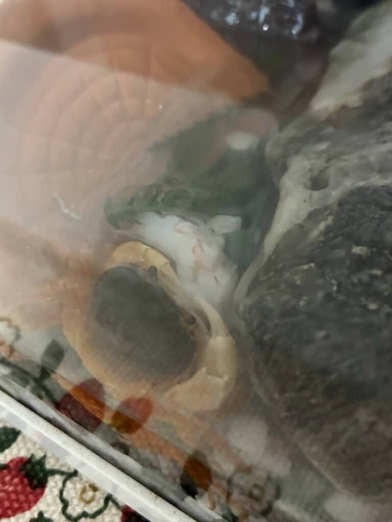 複数匹いるけど名前は「カニ蔵」で統一