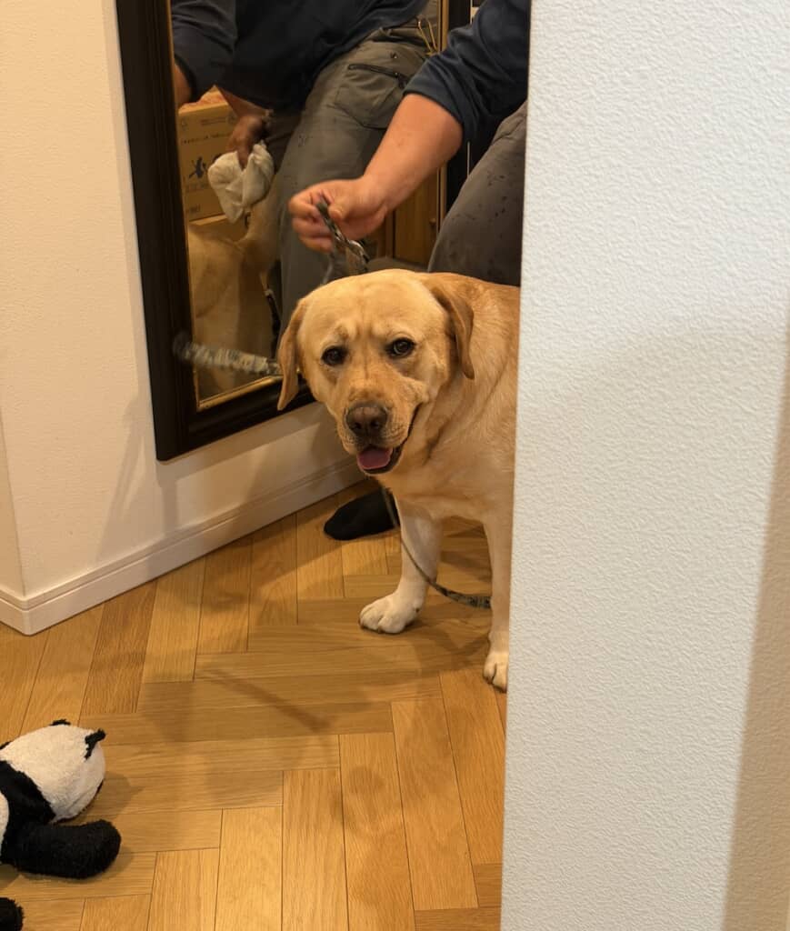 散歩から帰ってきた横綱くん