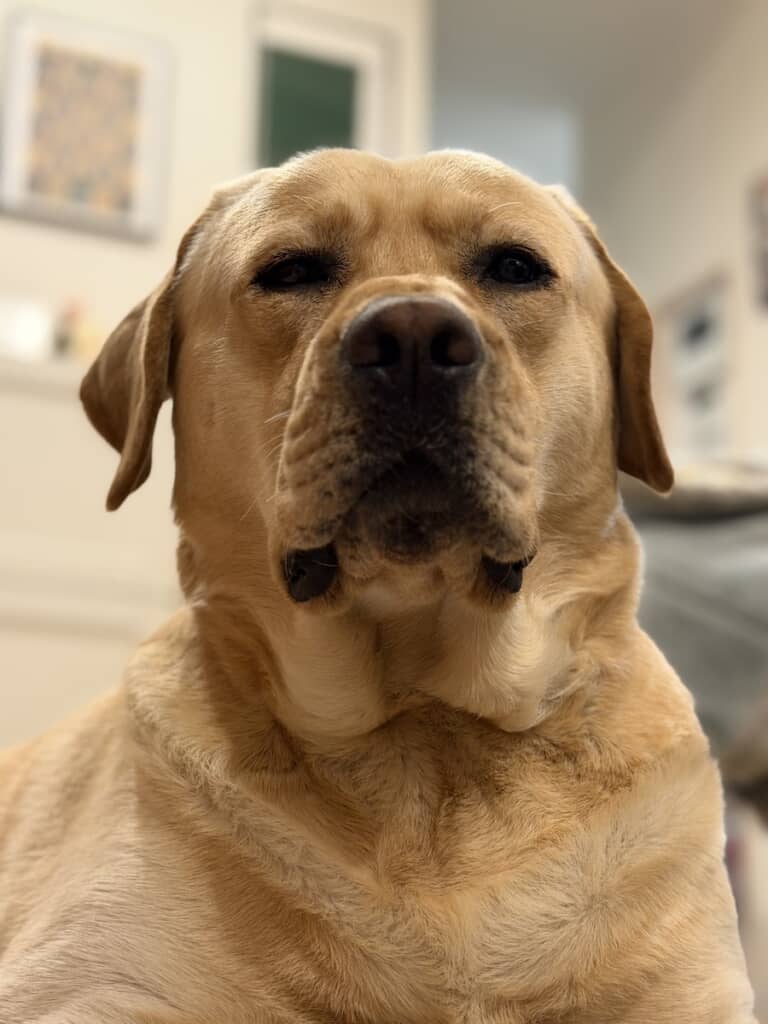 ご飯を待つ横綱くん。顔の圧がすごい……