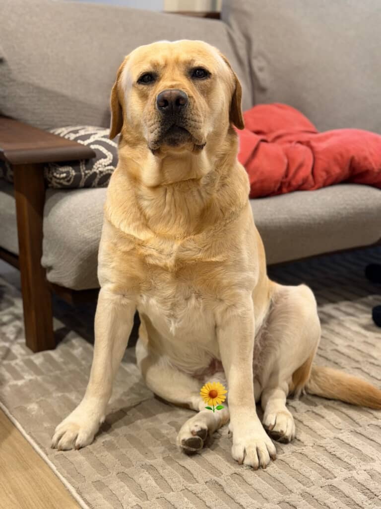 パパを起こしに行ったのに、寝室のドアが閉まっていてお怒りの横綱くん