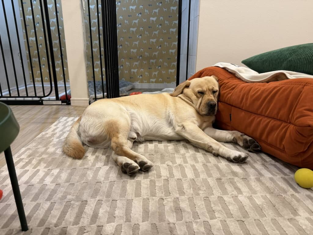 ソファにもたれて眠る横綱くん。体と後ろ足がキレイに垂直になっています