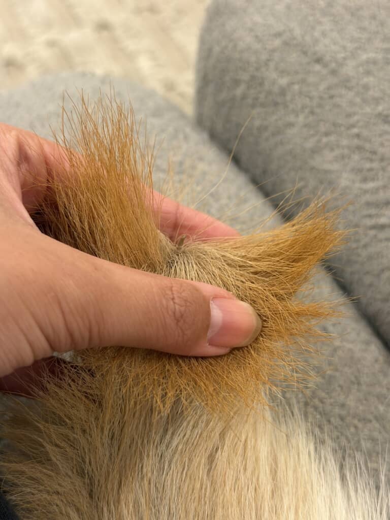 何かがちょこんと突き出ています