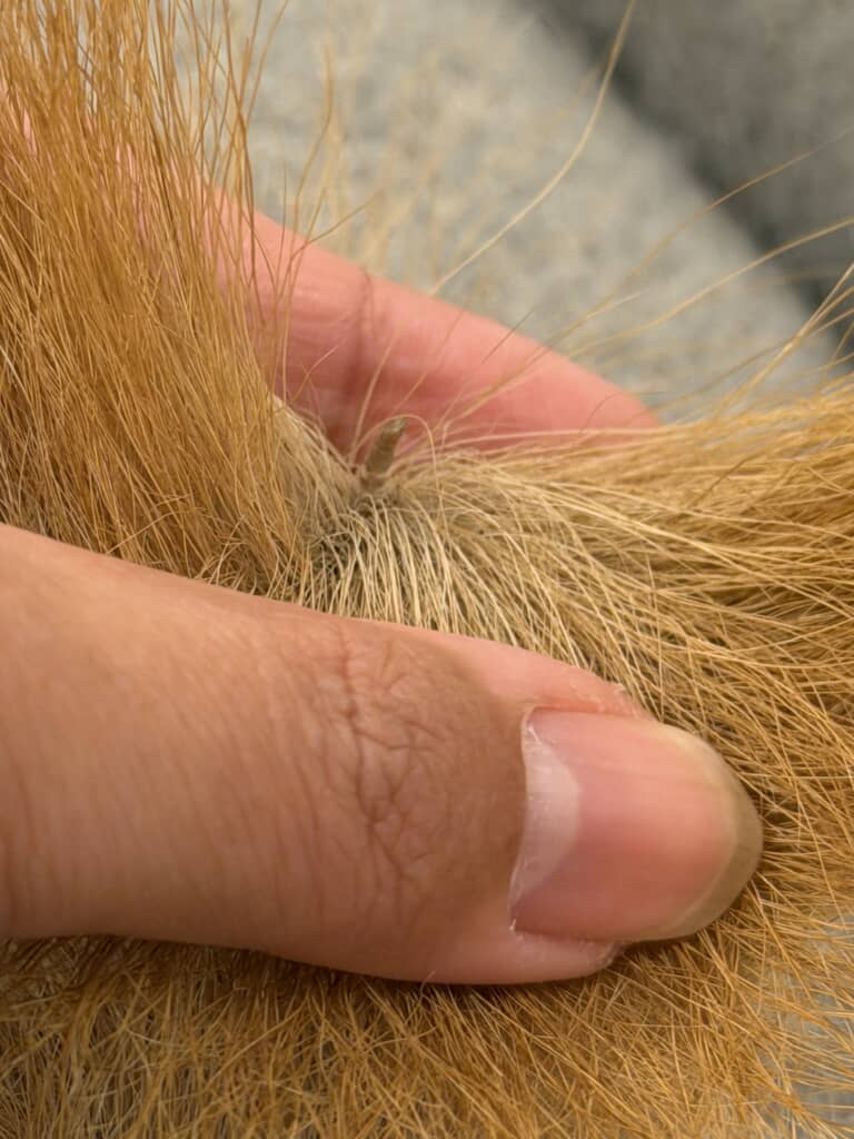 “しっぽの先端”が毛並みの間から出ていました！