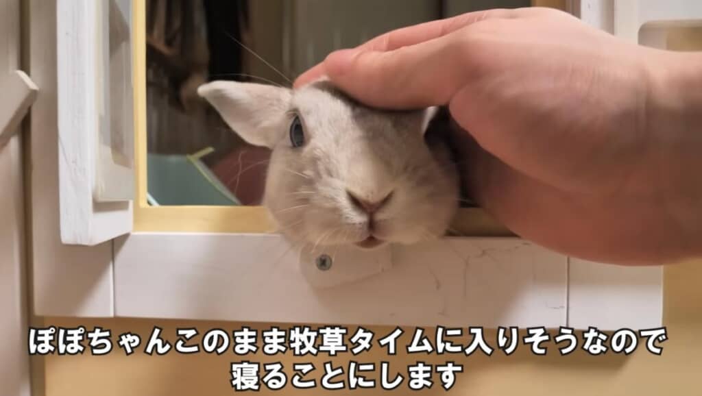 遊ばせるか悩みましたが、牧草タイムに入りそうなので一安心